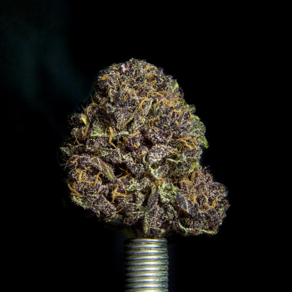 Purple Persuasion, Kronik Cannabis
